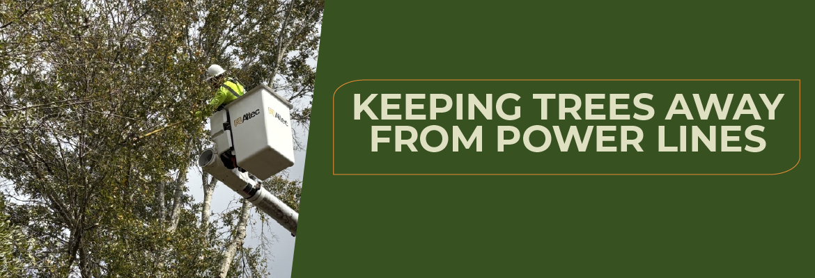 Trees Away from powerlines