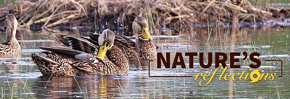 Nature’s Reflections – Hurricanes & Wildlife