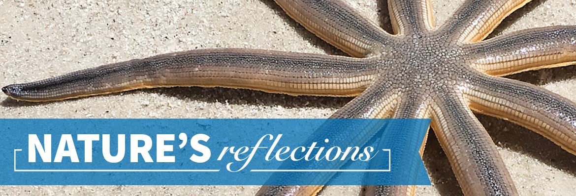 Nature’s Reflections – Nine-Armed Sea Star